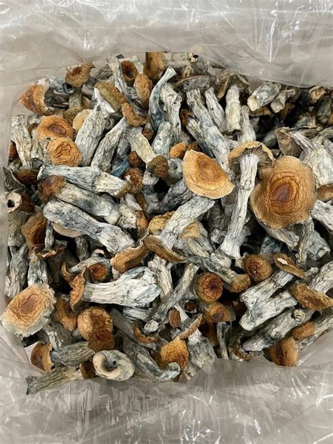 buy psilocybin mushrooms online usa